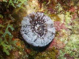 Solitary Disk Coral IMG 6047